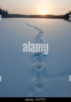 Europäische Otter (Lutra Lutra) trail auf Schnee und Eis der zugefrorenen See am Midwinter, Finnland Stockfoto