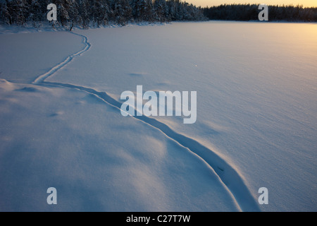 Europäische Otter (Lutra Lutra) trail auf zugefrorenen See und Schnee am Midwinter, Finnland Stockfoto