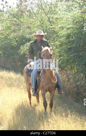 Cowboy auf Pferd Kuba Stockfoto