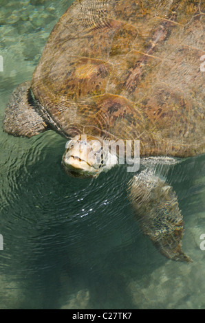 Quintana Roo, Mexiko Playa del Carmen. Grüne Meeresschildkröte aka White Meeresschildkröte (Wild: Chelonia Mydas). Stockfoto