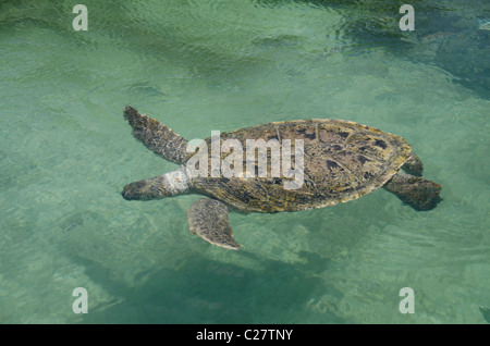 Quintana Roo, Mexiko Playa del Carmen. Grüne Meeresschildkröte aka White Meeresschildkröte (Wild: Chelonia Mydas). Stockfoto