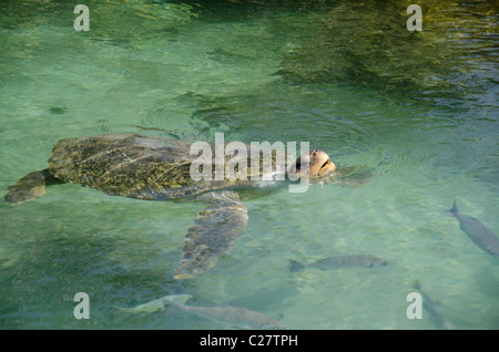 Quintana Roo, Mexiko Playa del Carmen. Grüne Meeresschildkröte aka White Meeresschildkröte (Wild: Chelonia Mydas). Stockfoto