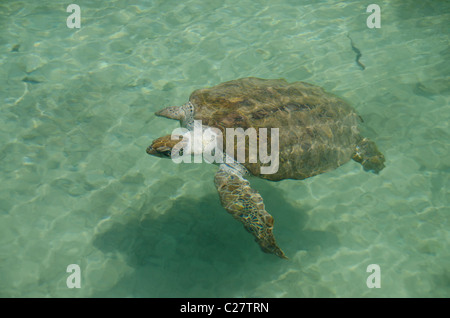 Quintana Roo, Mexiko Playa del Carmen. Grüne Meeresschildkröte aka White Meeresschildkröte (Wild: Chelonia Mydas). Stockfoto