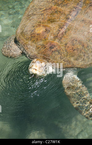 Quintana Roo, Mexiko Playa del Carmen. Grüne Meeresschildkröte aka White Meeresschildkröte (Wild: Chelonia Mydas). Stockfoto