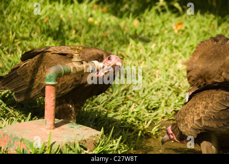 Mit Kapuze Geier (Necrosyrtes Monachus) sammeln zu trinken aus fließendem Stockfoto