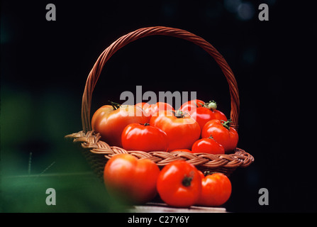 Nahaufnahme von frisch gepflückten Garten Tomaten Stockfoto