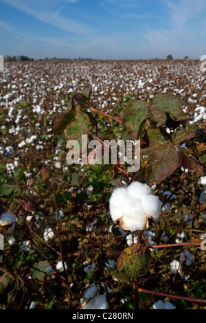 Baumwollfeld reif für die Ernte in den amerikanischen Südstaaten. Stockfoto