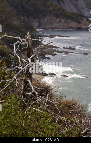 Rugged Cape Breton Küste, in der Nähe von Fleisch Cove, Cape Breton, Nova Scotia, Kanada Stockfoto