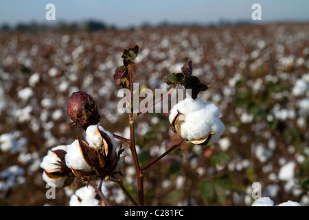 Baumwollfeld reif für die Ernte in den amerikanischen Südstaaten. Stockfoto