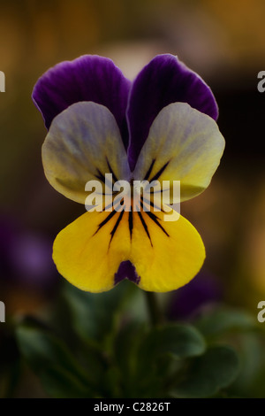 Blume des violetten und gelben Stiefmütterchen auf einem Bett hautnah Stockfoto