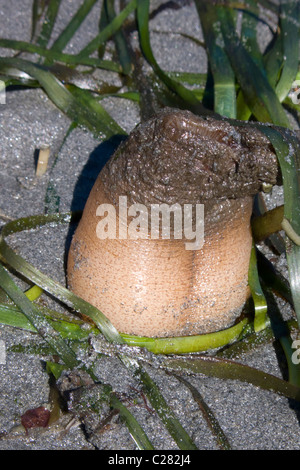 Geoduck Muschel Graben auf Washinton State Puget Sound bei einem minus 3 Fuß Ebbe Stockfoto