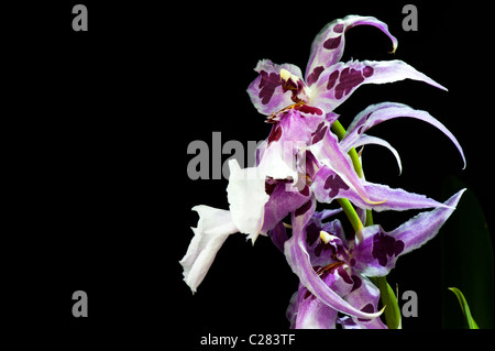 Beallara Peggy Ruth Carpenter Orchidee. Hybrid Beallara Orchidee Blume auf schwarzem Hintergrund Stockfoto