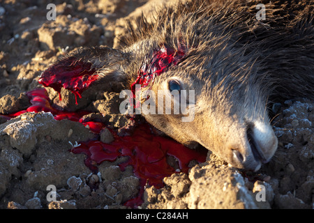 Rothirsch (Cervus Elaphus) Hind. Frisch gekeult Tier geschossen unter spezielle Lizenz, wachsende Bevölkerung in Norfolk zu verringern. Stockfoto