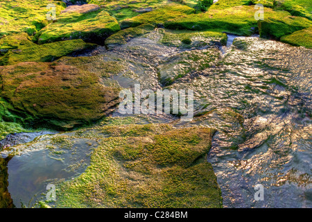 Moos bedeckt Felsen in einem kleinen Fluss Stockfoto