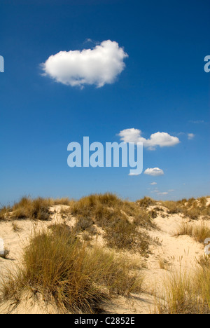 Doñana Nationalpark. Huelva, Andalusien, Spanien Stockfoto