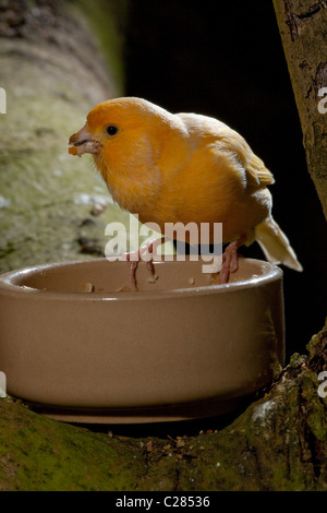 Kanarienvogel (Serinus Canaria). Rasse; Fife. Erwachsenen bei der Fütterung Schüssel sammeln von "weichen" Nahrung für Küken. Stockfoto