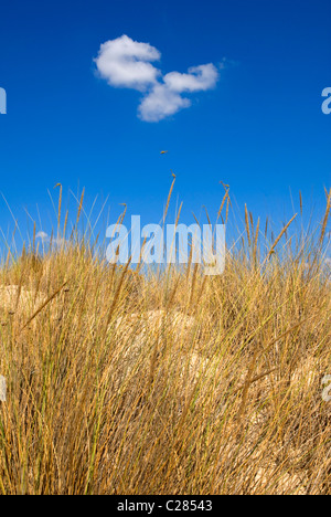 Doñana Nationalpark. Provinz Huelva. Andalusien, Spanien Stockfoto