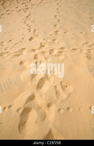 Doñana Nationalpark. Provinz Huelva. Andalusien, Spanien Stockfoto