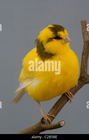 Kanarienvogel (Serinus Canaria). Domestizierten Vogel Käfig und Voliere. Rasse/Sorte; "Grenze". Stockfoto