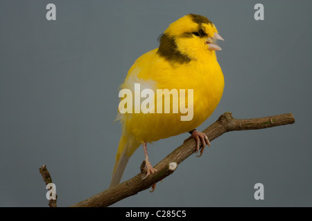 Kanarienvogel (Serinus Canaria). Domestizierten Vogel Käfig und Voliere. Rasse/Sorte; "Grenze". Singen Stockfoto