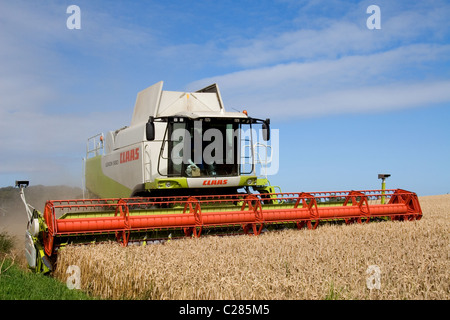 CLAAS Lexion 580 Mähdrescher, beim Ernten von Weizen in North Norfolk UK. Sonnigen Tag & blauen Himmel. Ein tolles Bild. Stockfoto
