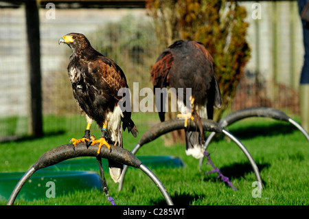 Ein paar der Gefangenen Harris Hawks in einem Raubvogel-Zentrum (Parabuteo Unicinctus) Stockfoto