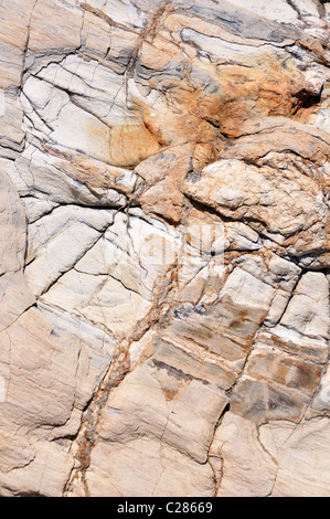 Versteinertes Holz Stockfoto