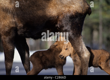 Elch Kalb, Denali National Park, Alaska, junge Elche, Baby Elch, Krankenpflege, Elch-Kalb, Krankenpflege, Mutter und Baby, Kuh und Kalb Stockfoto