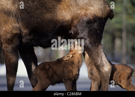 Elch Kalb, Denali National Park, Alaska, junge Elche, Baby Elch, Krankenpflege, Elch-Kalb, Krankenpflege, Mutter und Baby, Kuh und Kalb Stockfoto