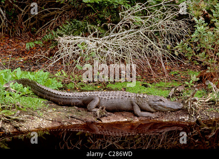 Amerikanischer Alligator, Alligator Mississippiensis, Sanibel Island, Florida, USA Stockfoto