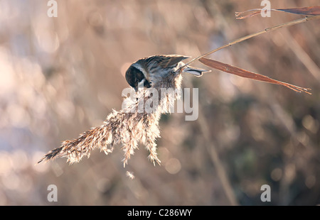 Reed bunting Emberiza Schoeniclus Fütterung auf Schilf im Winter Newport Feuchtgebiete Gwent Ebenen Wales UK Stockfoto