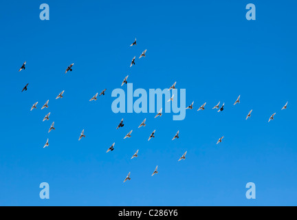 Herde von Tauben im Flug Llanfoist Wales UK Stockfoto