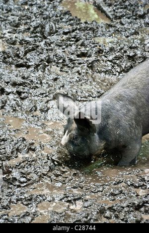 Berkshire-Schweine wühlen in ein Schlamm wälzen, Stein-Scheunen-Zentrum für Ernährung und Landwirtschaft, Pocantico Hills, New York, USA Stockfoto