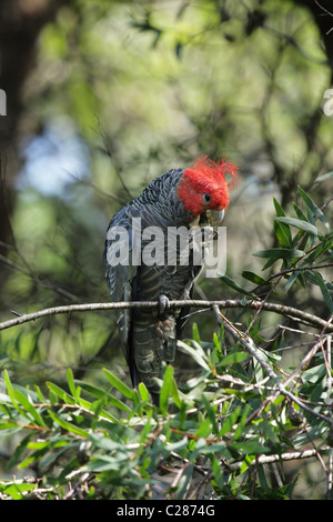 Männliche Gang Gang Kakadu (Callocephalon Fimbriatum) in einem Busch in den Blue Mountains, Australien. Stockfoto