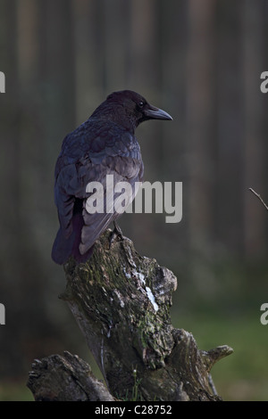 AAS-Krähe (Corvus Corone) sitzen auf einem Baumstamm. Stockfoto