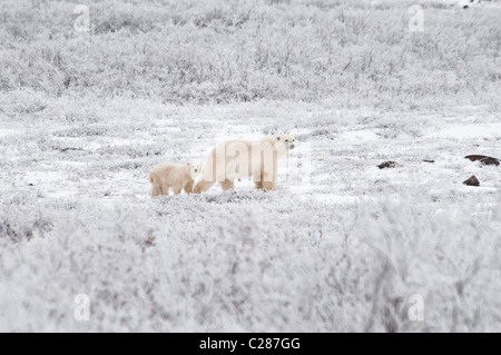 Eisbär-Mutter mit Coy, Ursus Maritimus, Wapusk-Nationalpark, in der Nähe von Hudson Bay, Cape Churchill, Manitoba, Kanada Stockfoto