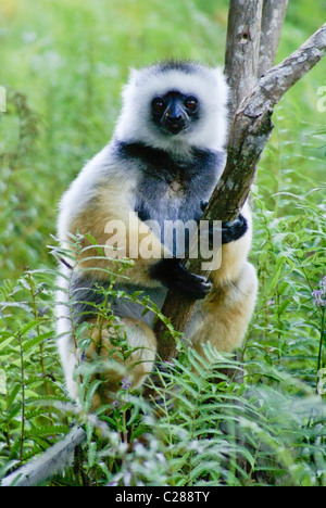 Matrizengeformte Sifaka, Lemuren-Insel, Andasibe, Madagaskar Stockfoto