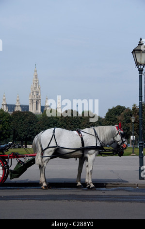 Österreich, Wien. Beliebte traditionelle Horse-drawn "Fiaker" (Kutsche) fährt in der Wiener Innenstadt. Gotische Rathaus entfernt. Stockfoto