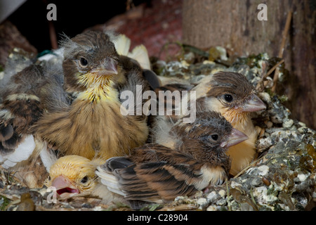 Kanarienvogel (Serinus Canaria). 14 Tage alten Küken eingebettet. Stockfoto