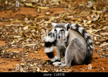 Katta, Madagaskar Stockfoto