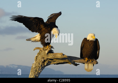 Weißkopf-Seeadler sitzen auf toten Baumstamm, in der Nähe landen und fliegen über den Strand von Kachemak Bay, spit Homer, Homer in Alaska Stockfoto