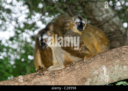 Rot-konfrontierte braune Lemuren, Madagaskar Stockfoto