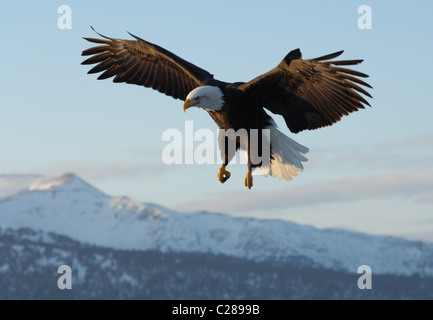 Weißkopf-Seeadler sitzen auf toten Baumstamm, in der Nähe landen und fliegen über den Strand von Kachemak Bay, spit Homer, Homer in Alaska Stockfoto