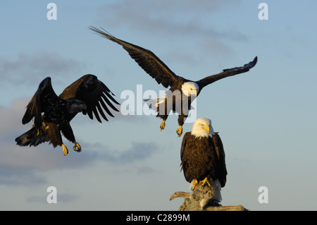Weißkopf-Seeadler sitzen auf toten Baumstamm, in der Nähe landen und fliegen über den Strand von Kachemak Bay, spit Homer, Homer in Alaska Stockfoto