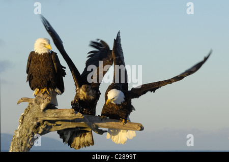 Weißkopf-Seeadler sitzen auf toten Baumstamm, in der Nähe landen und fliegen über den Strand von Kachemak Bay, spit Homer, Homer in Alaska Stockfoto