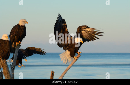 Weißkopf-Seeadler sitzen auf toten Baumstamm, in der Nähe landen und fliegen über den Strand von Kachemak Bay, spit Homer, Homer in Alaska Stockfoto