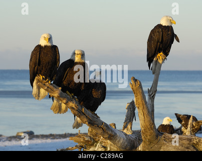 Weißkopf-Seeadler sitzen auf toten Baumstamm, in der Nähe landen und fliegen über den Strand von Kachemak Bay, spit Homer, Homer in Alaska Stockfoto