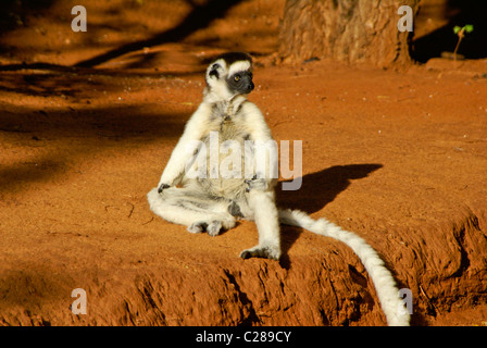 Verreaux Sifaka sonnte sich, Madagaskar Stockfoto
