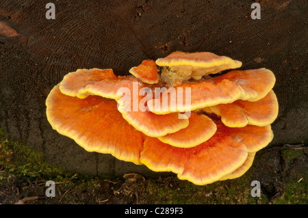 Schwefel Tschaga (Laetiporus Sulphureus); Van Trump Park Trail; Mount Rainier Nationalpark, Washington. Stockfoto