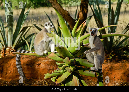 Kattas ernähren sich von Aloe-Pflanze, Madagaskar Stockfoto